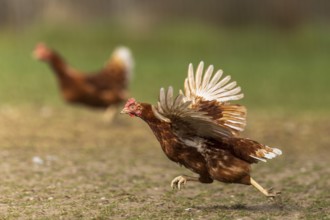 A chicken running across the ground with its wings spread, domestic chicken, Rhineland-Palatinate,