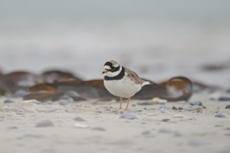 Common ringed plover (Charadrius hiaticula) on the beach, Düne, Helgoland, Schleswig-Holstein,