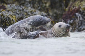 Grey seal (Halichoerus grypus) playing with each other in the water, sea, Düne, Helgoland,