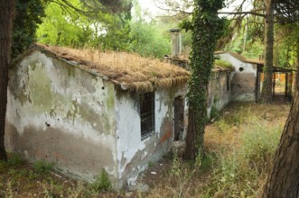 Ruined house in a pine forest near Ravenna, Italy, Europe
