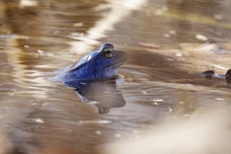 Male blue moor frog in the mating season, March, Saxony, Germany, Europe