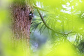 Great spotted woodpecker (Dendrocopos major), begging almost fledged young bird looking out of its