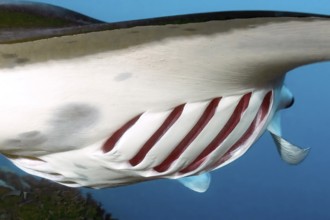 Close-up details of open gill slits with red gills respiratory organs of fish Giant ray (Manta)