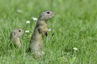 European ground squirrel (Spermophilus citellus) looking out of its burrow with curiosity and