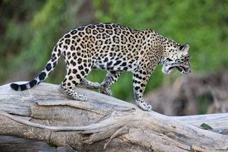 Jaguar (Panthera onca) Pantanal Brazil
