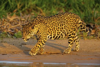 Jaguar (Panthera onca) Pantanal Brazil