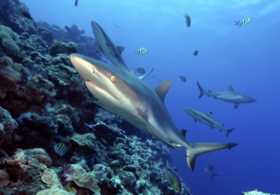 Underwater photo close-up of Grey reef shark (Carcharhinus amblyrhynchos) swimming over coral reef