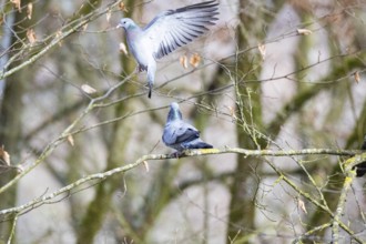 Stock Dove (Columba oenas) Germany