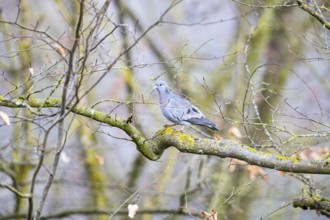 Stock Dove (Columba oenas) Germany