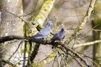 Stock Dove (Columba oenas) Germany