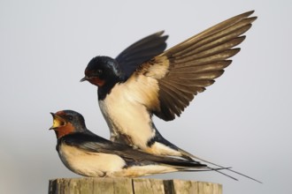 Two barn swallows (Hirundo rustica) mating on a post, male with outstretched wings, Hesse, Germany,
