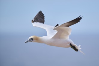 Northern gannet (Morus bassanus) flying over the sea, landing, wildlife, Helgoland, Germany, Europe