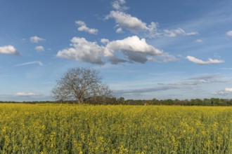 A field with yellow flowers and a tree in the centre. The sky is blue with some clouds. Bas Rhin,