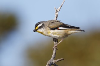 Striated Pardalote (Pardalotus striatus) perched on a branch, South Australia, Australia, Oceania