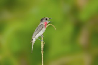 Rose-throated Becard Pachyramphus aglaiae La Bajada, Nayarit, Mexico 8 June Adult Male singing.