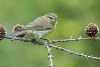 Common Chiffchaff (Phylloscopus collybita) perched on a branch, Lower Saxony, Germany, Europe