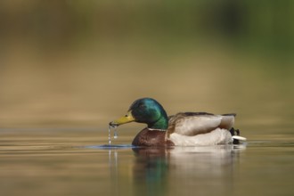 Mallard (Anas platyrhynchos) male, Utrecht, Netherlands