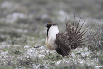 May 1, 2010 Male Sage Groouse displaying on snowy lek