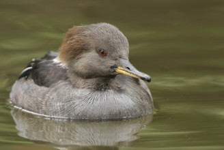Hooded Merganser (Lophodytes cucullatus) female, Arizona, USA, North America