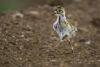 European Golden Plover (Pluvialis apricaria) juvenile, Lower Saxony, Germany, Europe