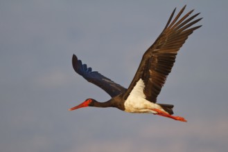 Black Stork (Ciconia nigra) flying, Greece, Europe