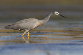 White-faced Heron (Egretta novaehollandiae), Australia, Oceania