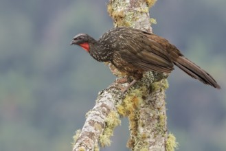 Dusky-legged Guan (Penelope obscura) perched on a branch in the Atlantic rainforest of southeast
