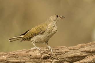Spotted Honeyguide (Indicator maculatus), Gambia, Africa