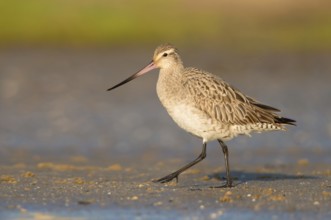 Bar-tailed Godwit (Limosa lapponica) foraging, Queensland, Australia, Oceania
