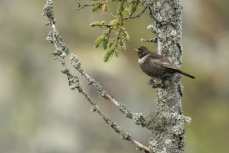 Ring Ouzel (Turdus torquatus), Dalarna, Sweden, Europe