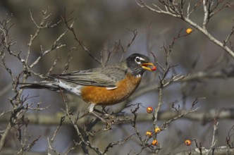 American Robin (Turdus migratorius), Ohio, USA, North America