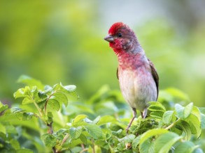 Common Rosefinch (Carpodacus erythrinus) male, Mecklenburg-Western Pomerania, Germany, Europe