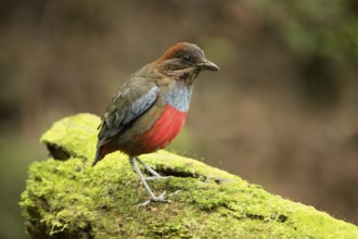 Whiskered Pitta (Erythropitta kochi) male perched on mossy stone, Quezon, Philippines, Asia