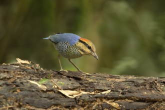 Blue Pitta (Hydrornis cyaneus) male perched on an old tree trunk, Kaeng Krachan, Thailand, Asia