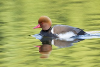 Kolbenente, Red-crested Pochard, Netta rufina, Nette rousse, Pato Colorado