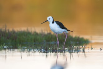 White-headed Stilt (Himantopus leucocephalus), Victoria, Australia, Oceania