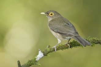 Spectacled Thrush (Turdus nudigenis nudigenis) perched on a branch, Trinidad and Tobago, Central