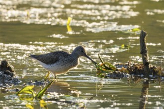 Greenshank (Tringa nebularia), water, backlight, Lower Austria