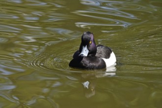 Tufted duck (Aythya fuligula) swimming on a lake, spring, Germany, Europe