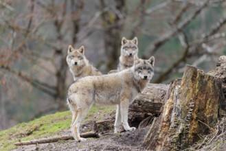 Three grey wolves (Canis lupus lupus) stand on a hill near a rotten tree trunk and watch something