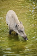 Wild boar (Sus scrofa) standing in the water, Bavarian Forest, Bavaria, Germany, Europe
