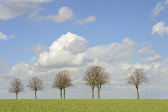 Row of trees, bare lime trees (Tilia) on a green grain field, blue cloudy sky, North