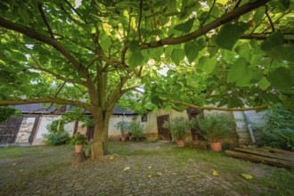 Green tree provides shade in a historic courtyard garden with plant pots and old buildings, Harz