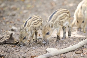 Wild boar (Sus scrofa) squeaker in a forest, Bavaria, Germany, Europe