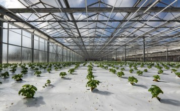 Agriculture, herb nursery, basil seedlings, growing in a greenhouse