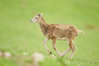 European mouflon (Ovis aries musimon) running standing on a meadow, tirol, Kitzbühel, Wildpark