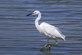 Little egret (Egretta garzetta) juvenile fishing in shallow water of pond in summer