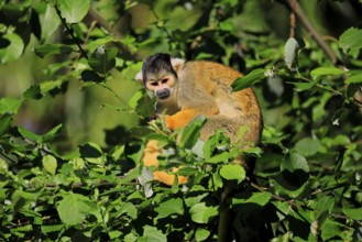 Black-capped squirrel monkey (Saimiri boliviensis), adult, on tree, alert, Bolivia, South America
