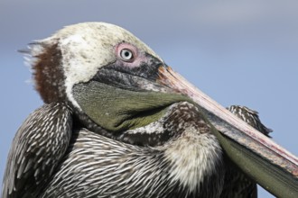 Brown pelican (Pelecanus occidentalis) close up portrait, Puerto Egas on Santiago Island, San