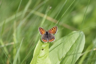 Butterfly, Small fire butterfly (Lycaena phlaeas), blue, wings, orange, grass, Germany, The small
